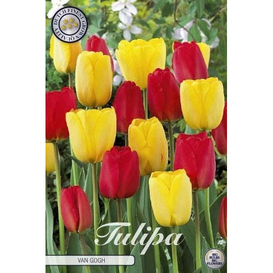 Tulpan Van Gogh 10-pack